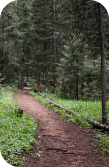 A dirt hiking path leading into a forest. 